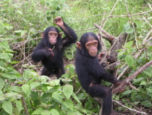 Jóvenes chimpancés jugando. Imagen: Delphine Bruyere. Fuente: Wikimedia Commons.