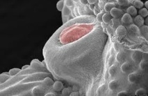 Antes de comenzar a encogerse, el embrión de los pollos desarrolla un tubérculo genital. Imagen: Herrera y Cohn. Fuente: Universidad de Florida.