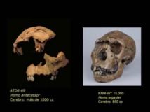 Fósiles faciales del 'chico de la Gran Dolina', encontrado en Atapuerca (Burgos) perteneciente a Homo antecessor (a la izquierda), y del 'chico de Turkana', Homo ergaster hallado en el Lago de Turkana (Kenya, África). Fuente: PLOS ONE/SINC.