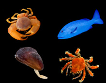 Buscan cómo prevenir las enfermedades de los peces Buscan cómo prevenir las enfermedades de los peces