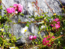 Poner flores en los cementerios es una tradición muy antigua. Imagen: Melodi2. Fuente: MorgueFile. Poner flores en los cementerios es una tradición muy antigua. Imagen: Melodi2. Fuente: MorgueFile.