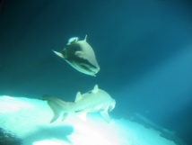 Los tiburones alinean sus dentículos dérmicos para obtener mejor rendimiento. Imagen: Rosevita.