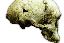 El cráneo del "hombre de las flores". Imagen: P. Brown. Fuente: Stony Brook University.