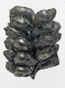 Restos de cebada carbonizada del Neolítico, recogida en Alemania. Imagen: Ian Cartwright. Fuente: Universidad de Oxford. Restos de cebada carbonizada del Neolítico, recogida en Alemania. Imagen: Ian Cartwright. Fuente: Universidad de Oxford.