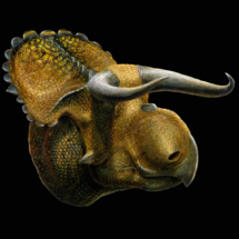Versión artística del "Nasutoceratops titusi". Imagen: Lukas Panzann. Fuente: Universidad de Utah.