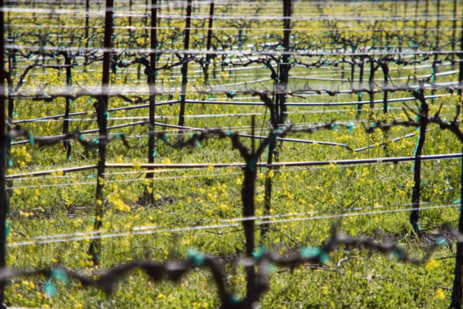 El objetivo de la aplicación es añadir la cantidad justa de agua, utilizando modelos matemáticos. Imagen: Aaron Kohr. Fuente: PhotoXpress.