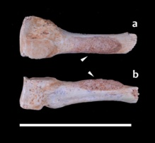 Callo de fractura en la superficie medial del cuarto metatarso derecho: vistas dorsal (a) y medial (b). Las flechas blancas señalan la lesión. (Escala: 5cm). Imagen: Laura Martín-Francés. Fuente: DiCYT. Callo de fractura en la superficie medial del cuarto metatarso derecho: vistas dorsal (a) y medial (b). Las flechas blancas señalan la lesión. (Escala: 5cm). Imagen: Laura Martín-Francés. Fuente: DiCYT.