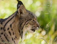 Un lince ibérico. Fuente: CSIC.