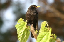 Los mirlos de ciudad han cambiado la frecuencia de canto, la distancia de fuga y sus hábitos alimenticios. Imagen: Daniel Sol. Fuente: CREAF. Los mirlos de ciudad han cambiado la frecuencia de canto, la distancia de fuga y sus hábitos alimenticios. Imagen: Daniel Sol. Fuente: CREAF.