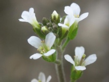 Arabidopsis thaliana, una de las especies analizadas en el estudio. Imagen: Alberto Salguero Quiles. Fuente: Wikipedia.