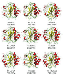 Representación de la estructura de siete tiorredoxinas resucitadas en el trabajo y de E. coli y tiorredoxina humana. / Alvaro Ingles-Prieto et al..