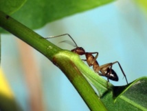 La biomasa de las hormigas compone más de la mitad de todos los insectos. Foto: Gustavo Durán. SINC
