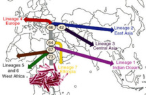 Se han identificado seis linajes genéticos de la tuberculosis humana (más un séptimo exclusivo del Cuerno de África). Imagen: I.Comas et al. Fuente: Microbe World/SINC.