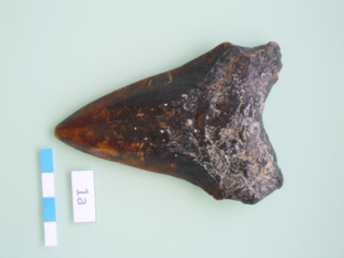 Uno de los dientes fósiles hallados en Canarias. Fuente: IEO.