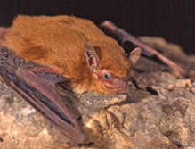 Una de las especies descubiertas, Nycticeinops schlieffenii. Imagen: Brock Fenton. Fuente: Universidad de York. Una de las especies descubiertas, Nycticeinops schlieffenii. Imagen: Brock Fenton. Fuente: Universidad de York.