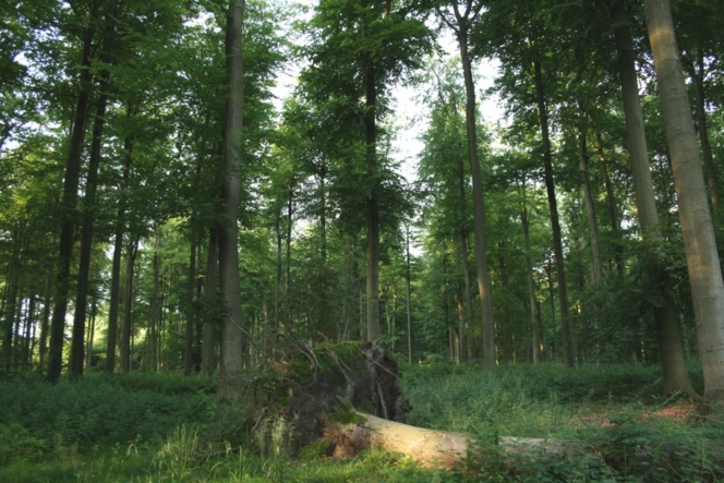 Los resultados obtenidos en el estudio contradicen las predicciones teóricas, lo que indica que las respuestas de los árboles al cambio climático son complejas, explican los autores de la investigación. Imagen: Szilas. Fuente: Wikimedia Commons.