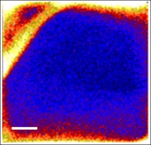 Mapa de hidrógeno que muestra la presencia de agua en la apatita lunar. El color azul representa el hidrógeno. Fuente: Open University. Mapa de hidrógeno que muestra la presencia de agua en la apatita lunar. El color azul representa el hidrógeno. Fuente: Open University.