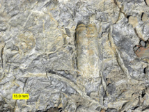 Restos fósiles del Cámbrico hallados en el lago Louise de Alberta, Canadá. Imagen: Wilson44691. Fuente: Wikipedia.