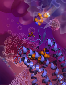 El fármaco maraviroc agarrándose a CCR5 en una forma inactiva que previene el VIH de usar el receptor para entrar en las células. Imagen: Beili Wu. Fuente:  Academia de las Ciencias de Shanghai (China).