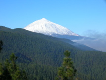 Vista del pinar de la Corona Forestal desde La Victoria de Acentejo, con el Teide nevado al fondo. Imagen: barraquito. Fuente: Flickr.