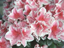 Descubren cómo conseguir que las plantas sobrevivan en condiciones extremas