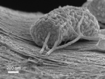 Microbio produciendo electricidad. La imagen fue tomada con un microscopio electrónico de barrido. Imagen: Xing Xie. Fuente: Universidad de Stanford.