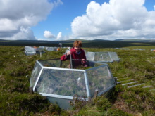 La investigadora Sue Ward, durante el experimento, realizado en la Moor House National Nature Reserve. Imagen: S. E. Ward. Fuente: AlphaGalileo. La investigadora Sue Ward, durante el experimento, realizado en la Moor House National Nature Reserve. Imagen: S. E. Ward. Fuente: AlphaGalileo.