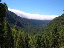 Bosque de pino canario, especie que se sembrará en la Corona forestal, de la Caldera de Taburiente, en la isla de La Palma. Imagen: Luc Viatour. Fuente: Wikipedia.