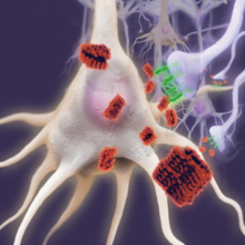 Representación artística de los olígomeros de beta amiloide (rojo) y los receptores PirB y LilrB2 (verde) en las sinapsis neuronales de un cerebro con alzhéimer. Imagen: Eric Smith/T. Kim/C.J. Shatz. Fuente: Universidad de Stanford/SINC. Representación artística de los olígomeros de beta amiloide (rojo) y los receptores PirB y LilrB2 (verde) en las sinapsis neuronales de un cerebro con alzhéimer. Imagen: Eric Smith/T. Kim/C.J. Shatz. Fuente: Universidad de Stanford/SINC.