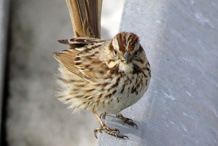 El gorrión fue una de las especies analizadas en este estudio. Fuente: Cornell University.