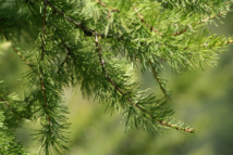 Imagen: Peter Kirillov. Fuente: PhotoXpress. Imagen: Peter Kirillov. Fuente: PhotoXpress.