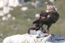 El águila perdicera es una de las aves rapaces más amenazadas de la región mediterránea. Fuente: UB. El águila perdicera es una de las aves rapaces más amenazadas de la región mediterránea. Fuente: UB.