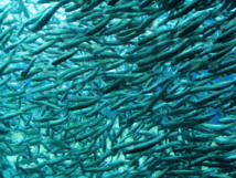 El consumo de pescado tiene menos efecto en los niveles de mercurio de lo que se creía. Imagen: ziptrivia. Fuente: Stock.xchng.