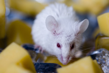 Los científicos utilizaron ratones como modelo para tratar el Alzheimer. Imagen: tenjedendzien.pl: Fuente: PhotoXpress.