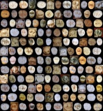 Algunos de los molares y premolares estudiados en Atapuerca. Fuente: CENIEH.