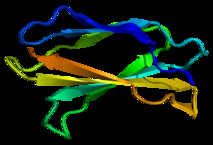 La proteína tenascina C. Imagen: Emw. Fuente: Wikipedia.