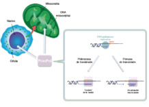 Funcionamiento de PrimPol. Fuente: CSIC. Funcionamiento de PrimPol. Fuente: CSIC.