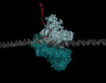  Fotografía de la ARN polimerasa I. Fuente: CSIC.