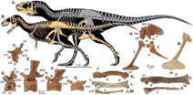Reconstrucción de dos esqueletos de 'Lythronax argestes'. Fuente: Wikipedia.