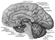 Aspecto Mesial del cerebro seccionado en el plano medio sagital. La habénula no está rotulada directamente, pero si se amplia la imagen, mirar en la región rotulada como 'habenular commissure', 'pineal body', y 'posterior commissure'. Fuente: Wikipedia.