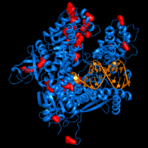 La ADN polimerasa épsilon. Fuente: AlphaGalileo/Universidad de Umeå. La ADN polimerasa épsilon. Fuente: AlphaGalileo/Universidad de Umeå.