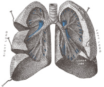 Pulmones. Fuente: Wikipedia. Pulmones. Fuente: Wikipedia.