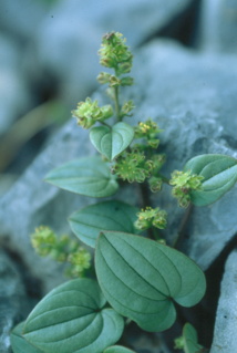 Borderea pirenaica. Fuente: CSIC. Borderea pirenaica. Fuente: CSIC.