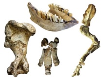 Restos de rinoceronte lanudo recuperados en Jou Puerta. Fuente: Diego Álvarez Lao. Restos de rinoceronte lanudo recuperados en Jou Puerta. Fuente: Diego Álvarez Lao.