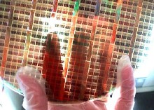 Imagen del nuevo chip