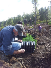 Fuente: Mirlo Positive Nature. Fuente: Mirlo Positive Nature.