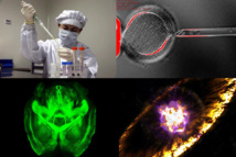 De arriba a abajo y de izquierda a derecha: un científico investiga el virus H7N9, una célula madre embrionaria, el cerebro transparente de un ratón y la representación de la explosión de una supernova. Fuente: SINC/Varios.