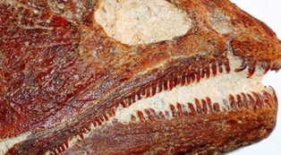 El fósil de dorado encontrado en Paraná. Fuente: Agencia CTyS. El fósil de dorado encontrado en Paraná. Fuente: Agencia CTyS.