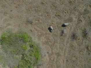 Rinocerontes vistos desde el aire. Fuente: CSIC.