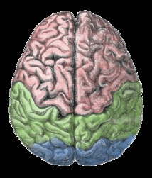 Estimular el cerebro es la última tendencia del dopaje en el deporte. Fuente: Wikipedia. Estimular el cerebro es la última tendencia del dopaje en el deporte. Fuente: Wikipedia.